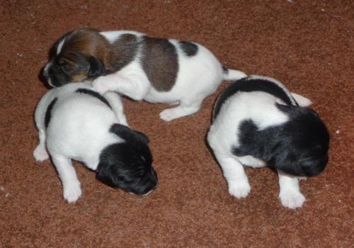 Glatthaar Foxterrier Welpen