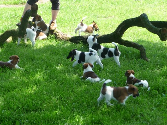 Glatthaar Foxterrier Welpen