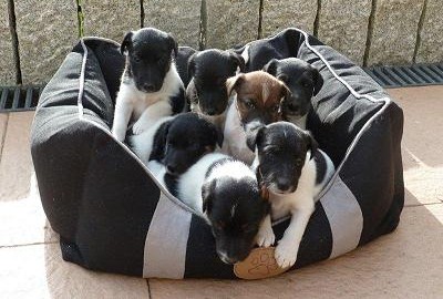 Glatthaar Foxterrier Welpen