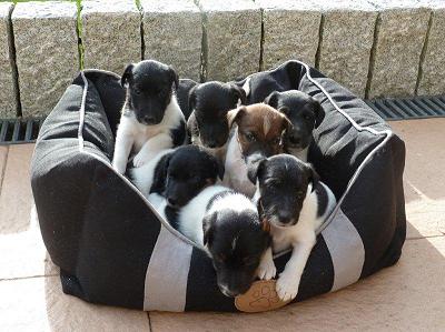 Glatthaar Foxterrier Welpen
