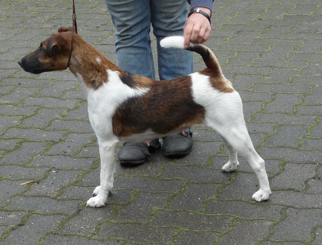 Glatthaar Foxterrier Vella v.d. Bismarckquelle