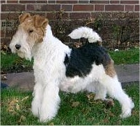 Bild: Foxterrier Verity v.d. Bismarckquelle