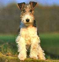 Bild: Foxterrier Drahthaar-Welpe