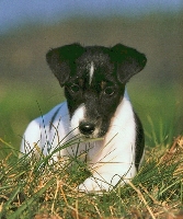 Bild: Foxterrier Glatthaar-Welpe