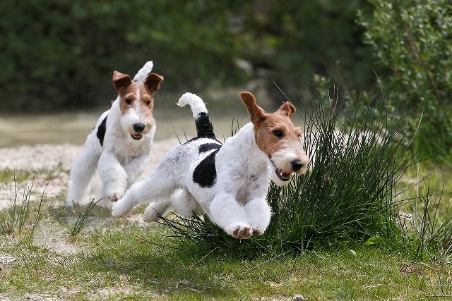 Drahthaar Foxterrier Yunus und Yazzie v.d. Bismarckquelle