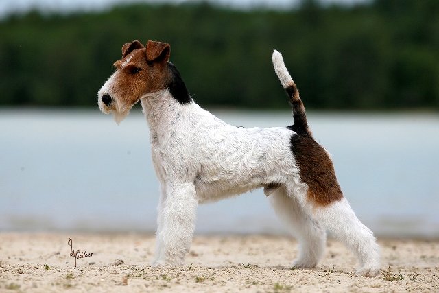 Bild: Drahthaar Foxterrier Yunus v.d. Bismarckquelle