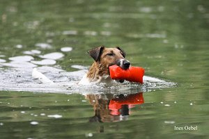 Bild: Fox Terrier Zofia v.d. Bismarckquelle