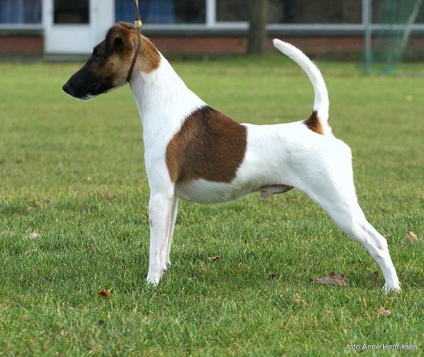 Bild: Foxterrier Famos v. d. Bismarckquelle