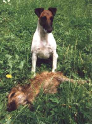 Bild: Der Foxterrier als Jagdgebrauchshund